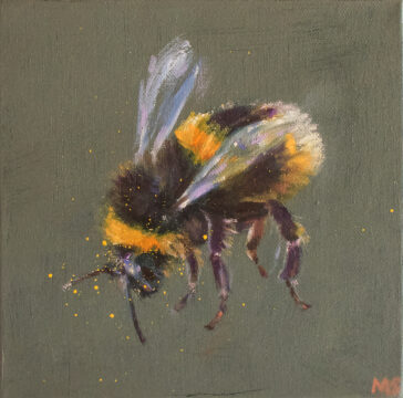 Buff-tailed bumble bee