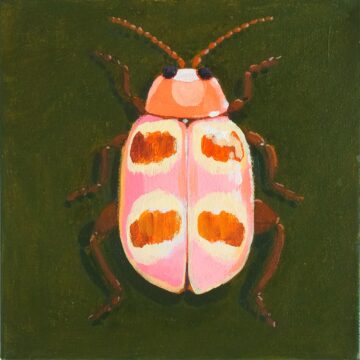 Pink, brown and white flea beetle