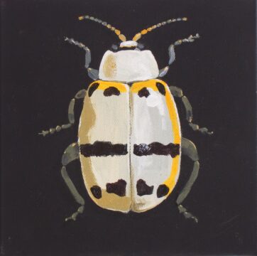 White, black and yellow flea beetle