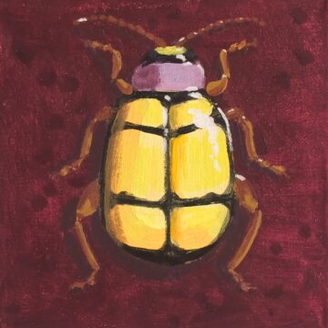 Yellow, black and lilac flea beetle