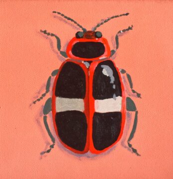 Black, red and white flea beetle